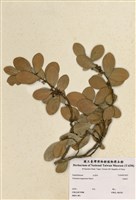 藏品(臺灣白樹)的圖片